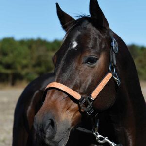 Western Leather Embossed Halter